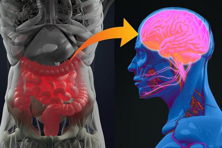 Eje Intestino Cerebro